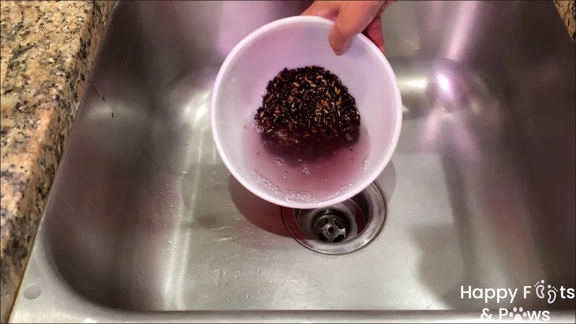 Black Glutinous rice being soaked for puto maya recipe